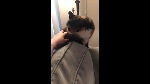 Cat Smellingd The New Kitten
