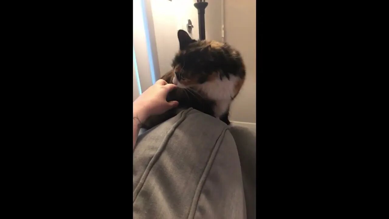 Cat Smellingd The New Kitten