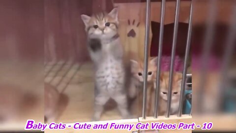 Baby Cats - Cute and Funny Cat Videos Part - 10.