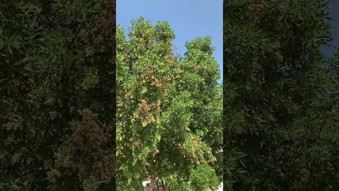 #short #subscribe #beautiful #birds