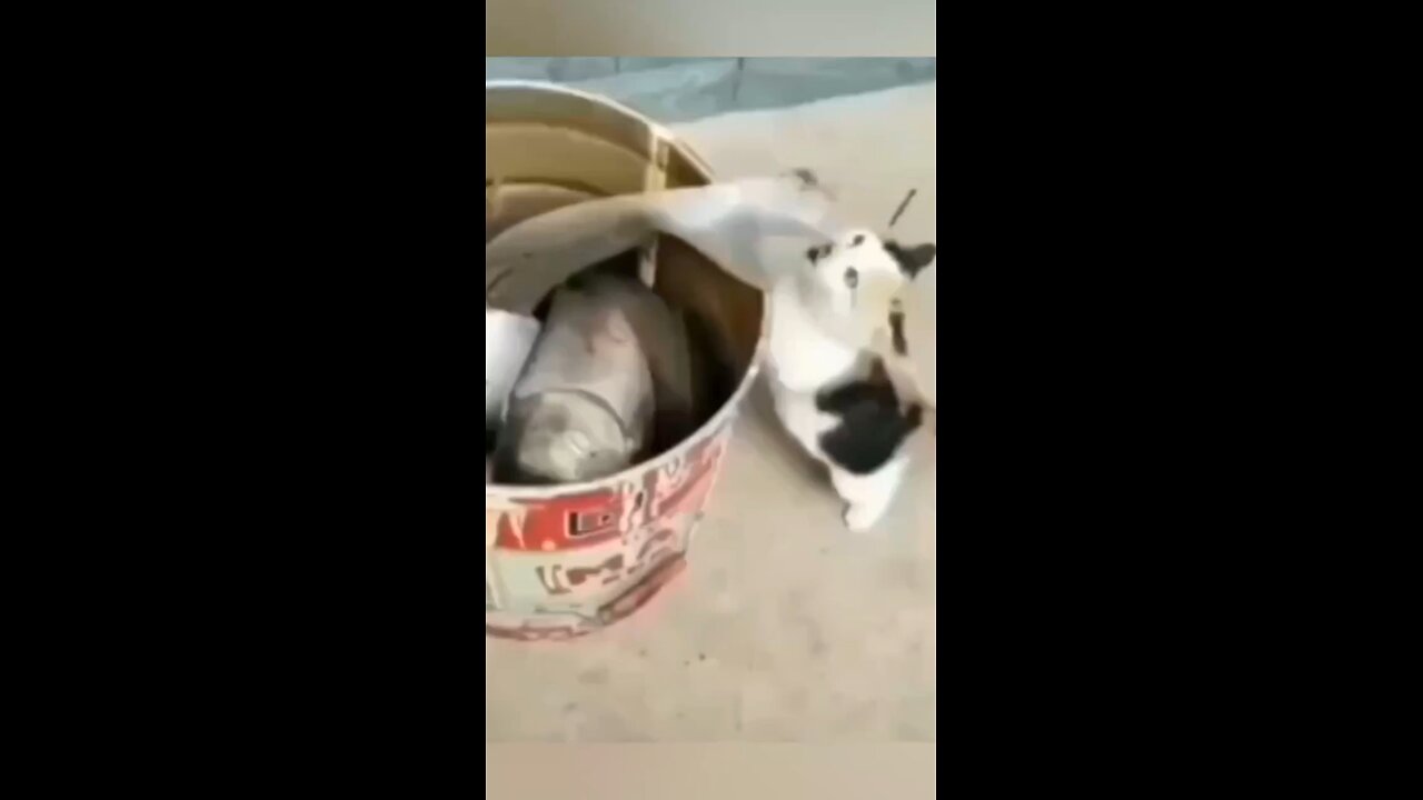 hilarious animal
