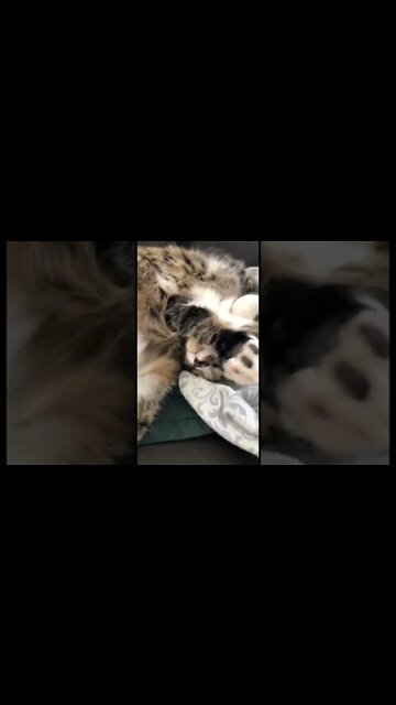 Why do cats lay like this?