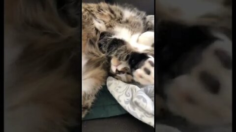 Why do cats lay like this?