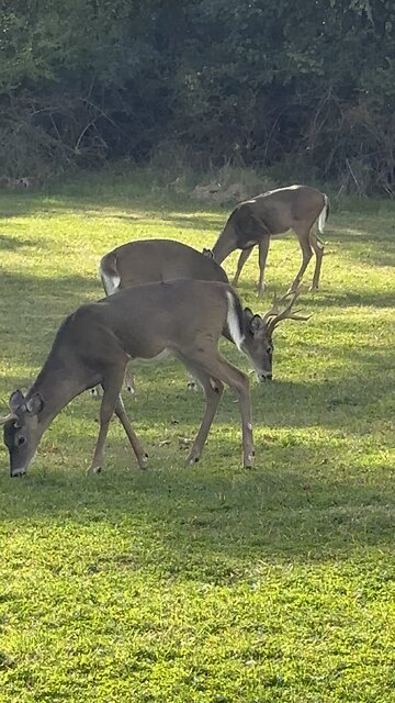Retirement Home Buck!