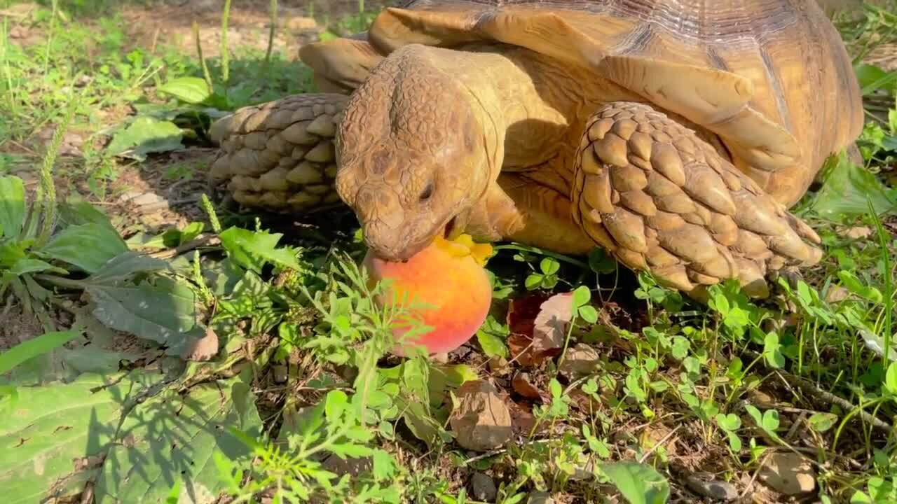 Family searching for beloved tortoise