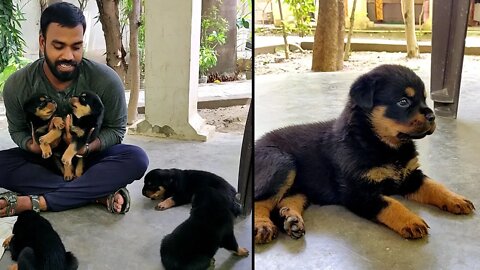 Bolt's Family :: Cutest Video Of Rottweiler [ Part 1] || Mr.Bolt