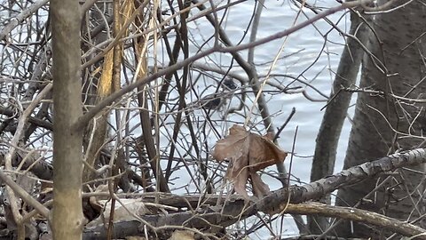 Kingfisher short glimpse