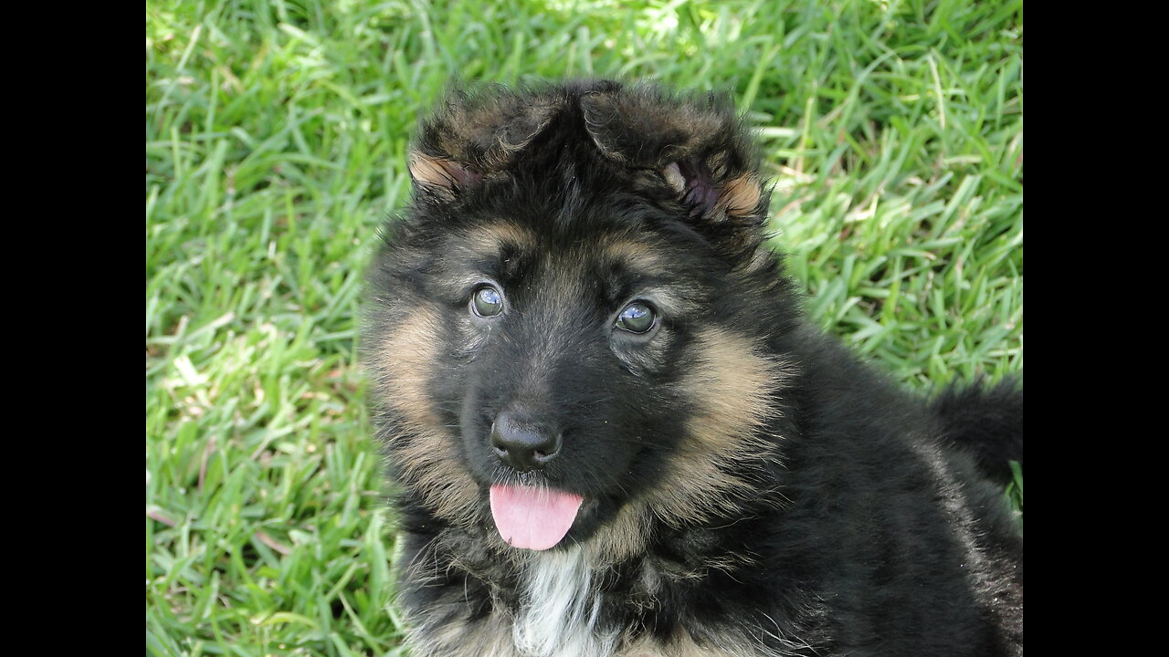 Jules first puppy born this litter German Shepherd puppy are beautiful