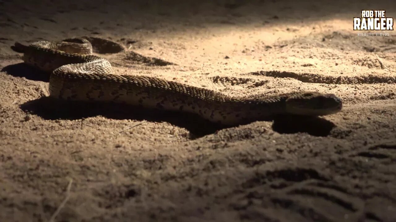 Puff Adder On The Road Slides Past The Camera