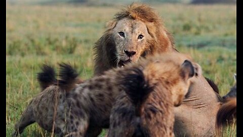 Lion Trapped by Clan of Hyenas | Dynasties | BBC Earth