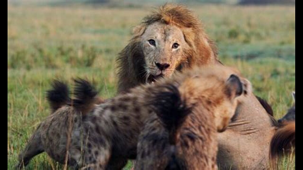 Lion Trapped by Clan of Hyenas | Dynasties | BBC Earth