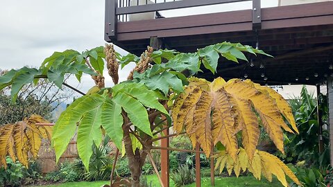 Race against the cold - will my Tetrapanax actually flower