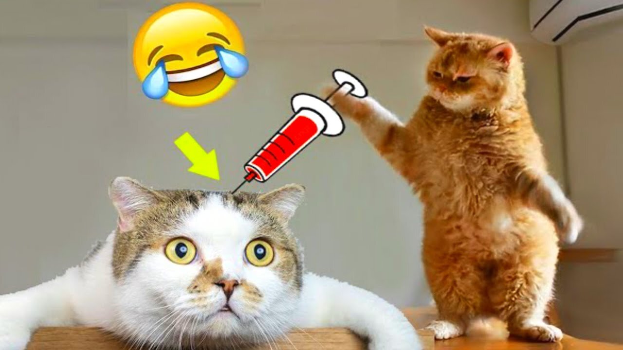 Viral funny animal's playing 🐕 videos