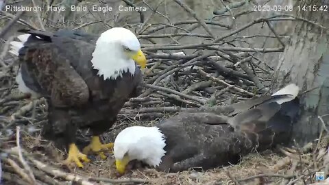 Hays Eagles Mom tries The old log on the back trick 3.8.20