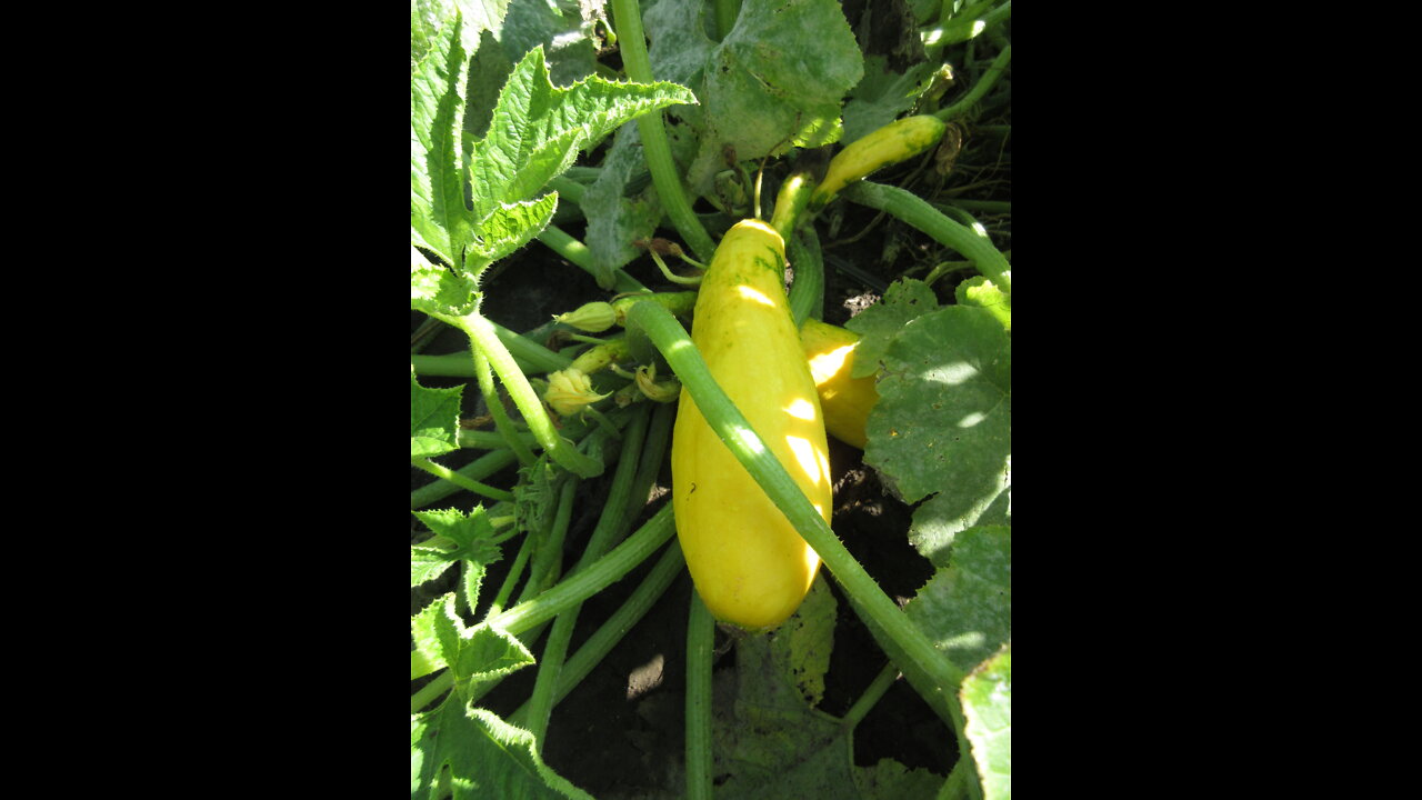 Summer Yellow Yellow Squash Oct 2021