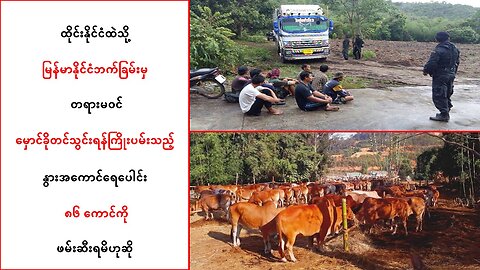 တရားမဝင် မှောင်ခိုတင်သွင်းရန်ကြိုးပမ်းတဲ့ နွားအကောင်ရေပေါင်း ၈၆ ကောင် ဖမ်းဆီးရမိ