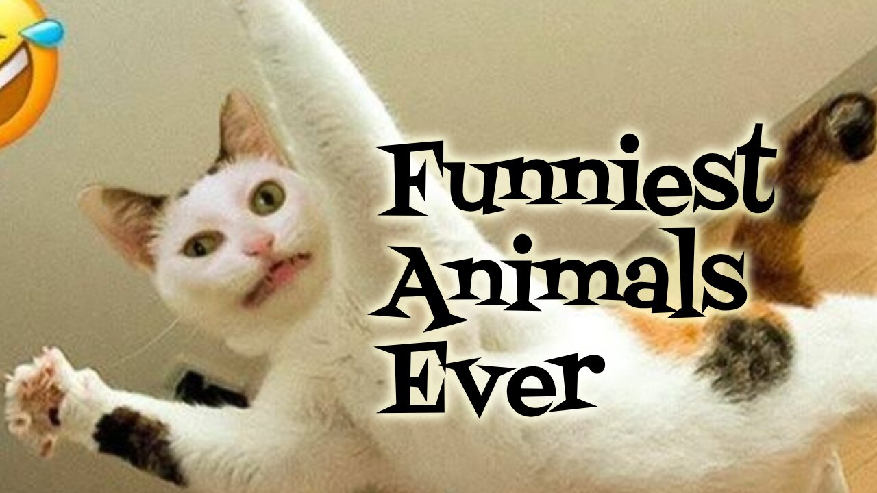 Funniest animals ever 🤣🤣🤣