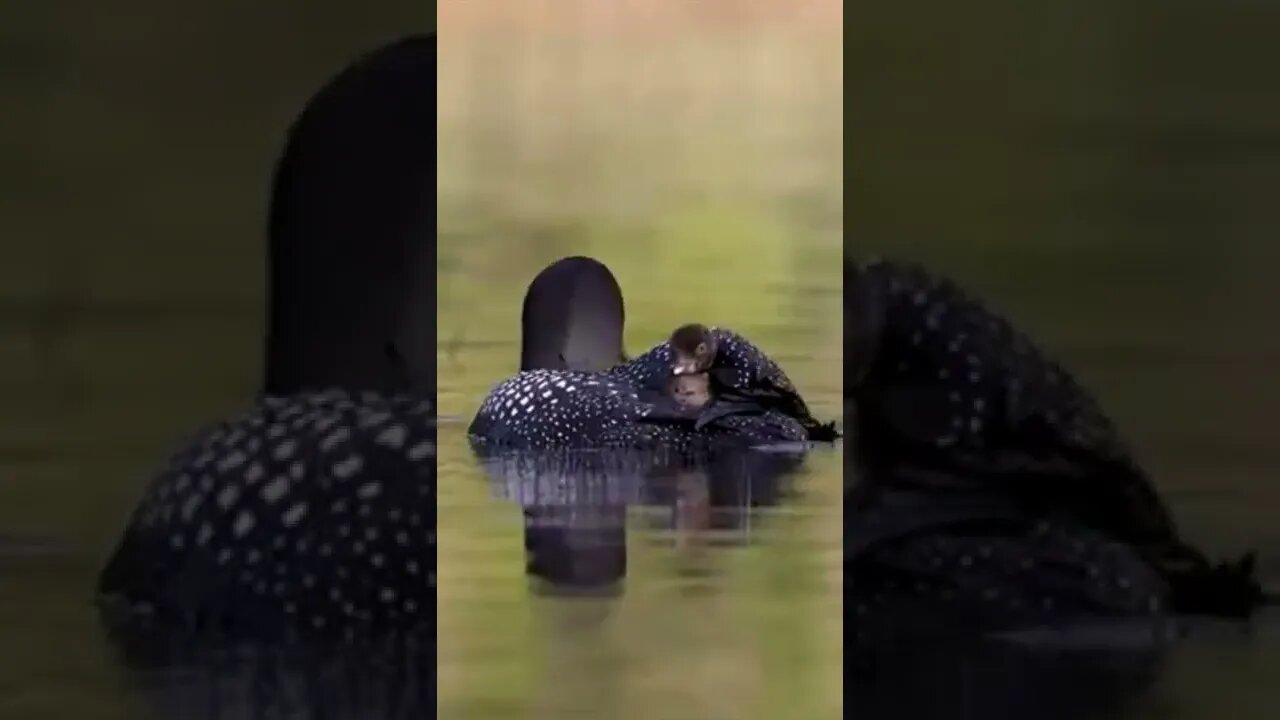 Animals not compromise to others