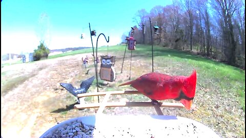 bird feeder cam