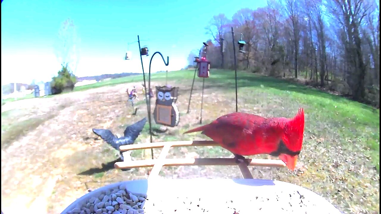 bird feeder cam