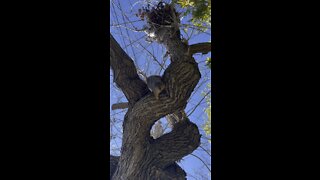 Squirrel taking back the peanuts