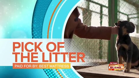 Meet this week's pick of the litter, Kane!