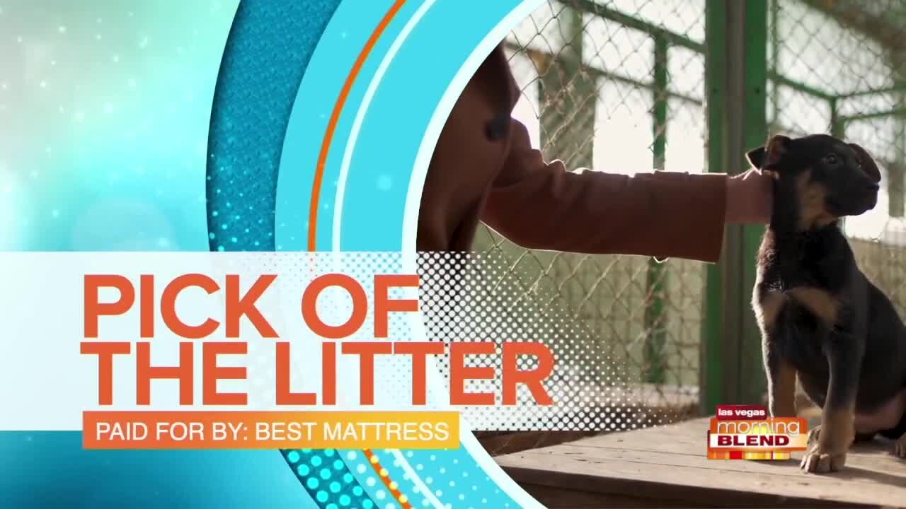 Meet this week's pick of the litter, Kane!