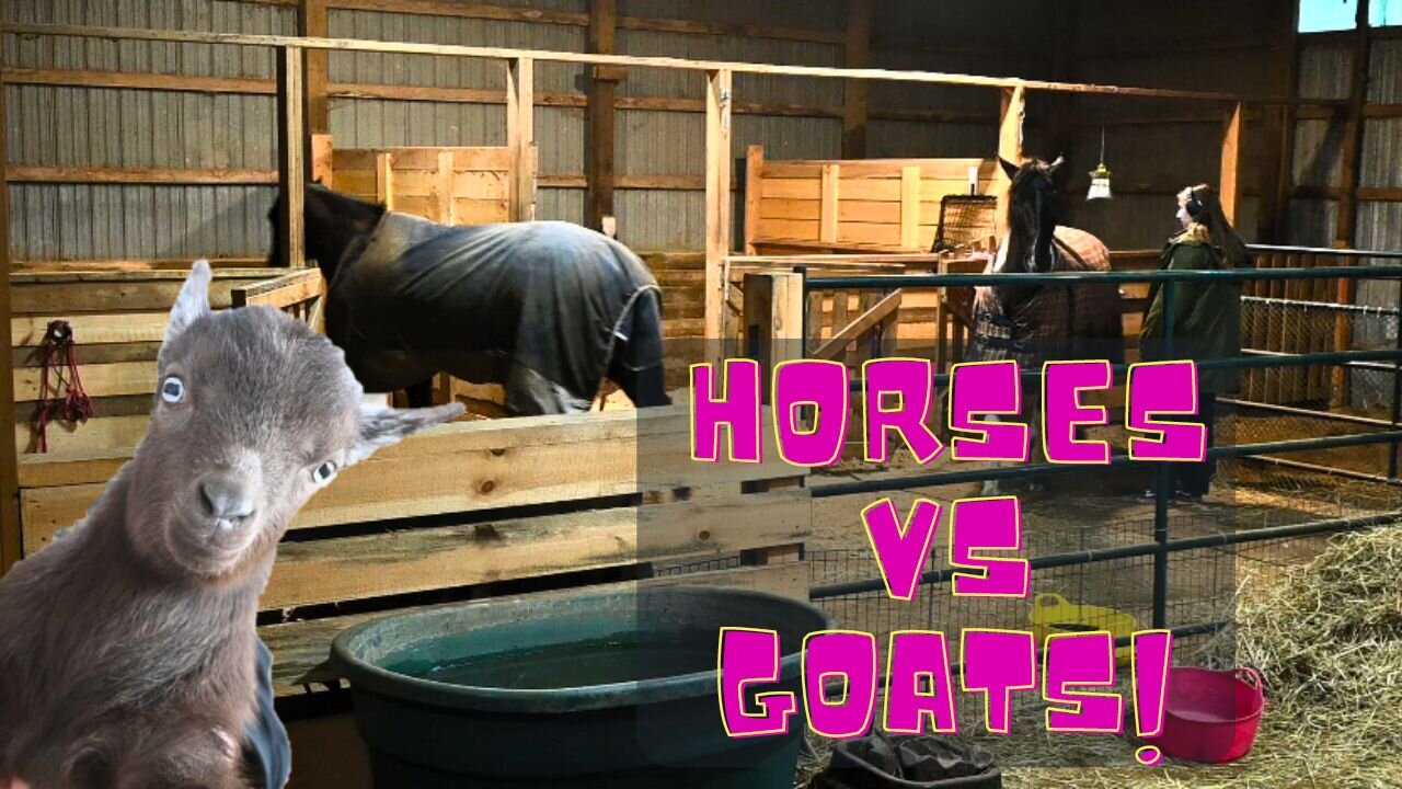 Horses Vs Goats! What One Is Better