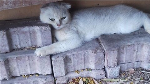 He pressed himself into the stones and could not move because of fear of people