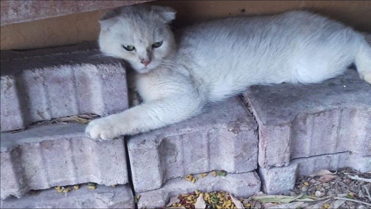 He pressed himself into the stones and could not move because of fear of people