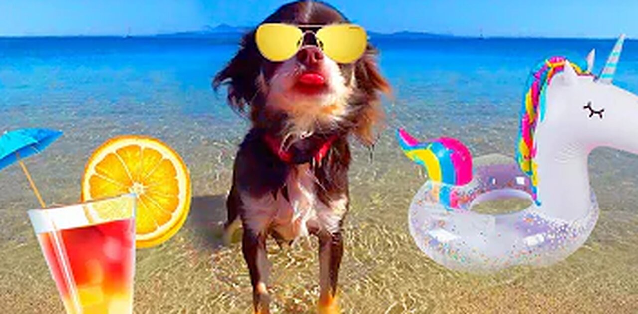 TALKING DOG HOLIDAY | PUPPY SUMMER VACATION