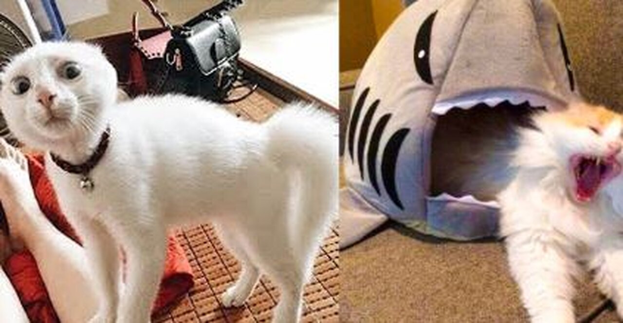 cat runs away from toy shark!