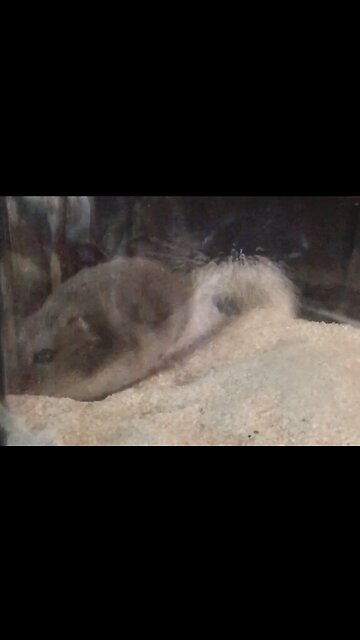Hamster digging in the sand