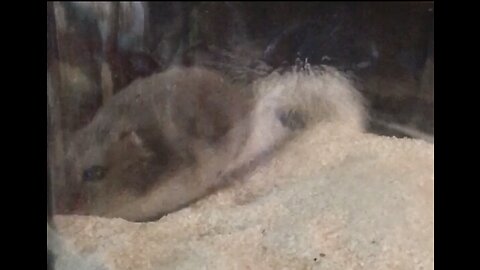 Hamster digging in the sand