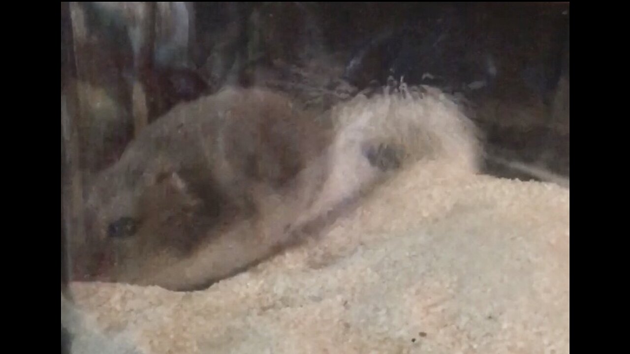 Hamster digging in the sand