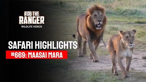 Safari Highlights #669: 03 & 04 March 2022 | Maasai Mara/Zebra Plains | Latest Wildlife Sightings