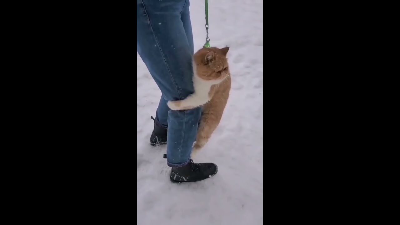 Cats and Cats in Winter. Everyone enjoys the snow in different ways. Funny cats. Fun with cats