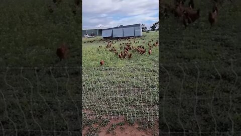 Chicken Caravan With New Pullets In A Fresh Yard (Le Gonzo Cut)