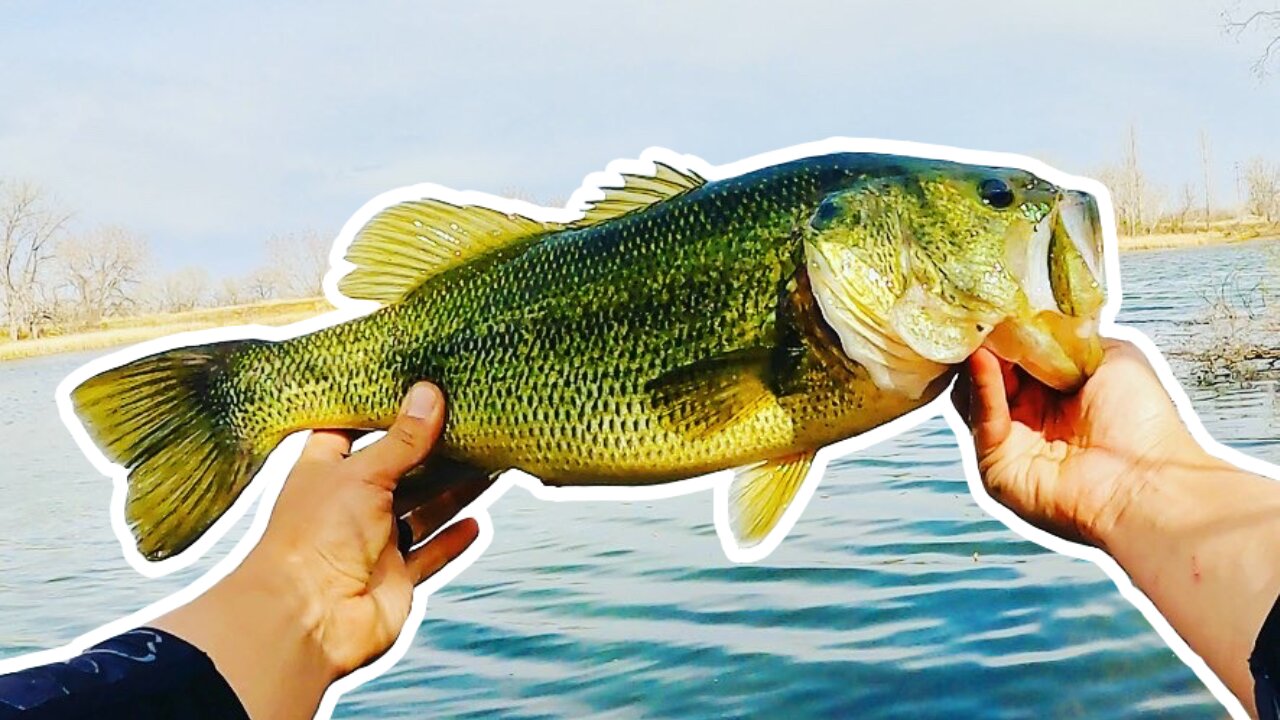 Catching Big Pre-Spawn Largemouth Bass in the Ponds of Colorado!