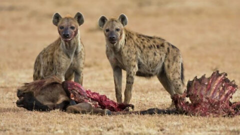 This hyena tries to fight a very ferocious and deadly leopard