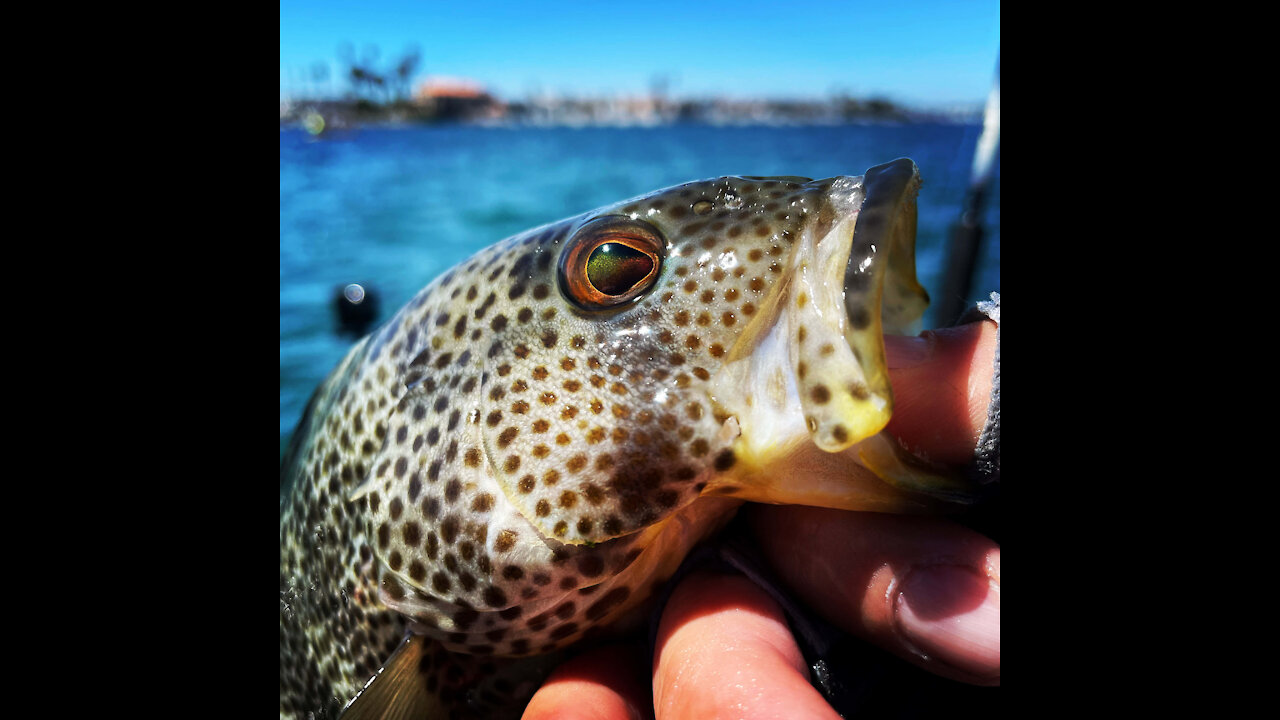 Kayak Fishing Huntington Harbour for Spotted Bay Bass