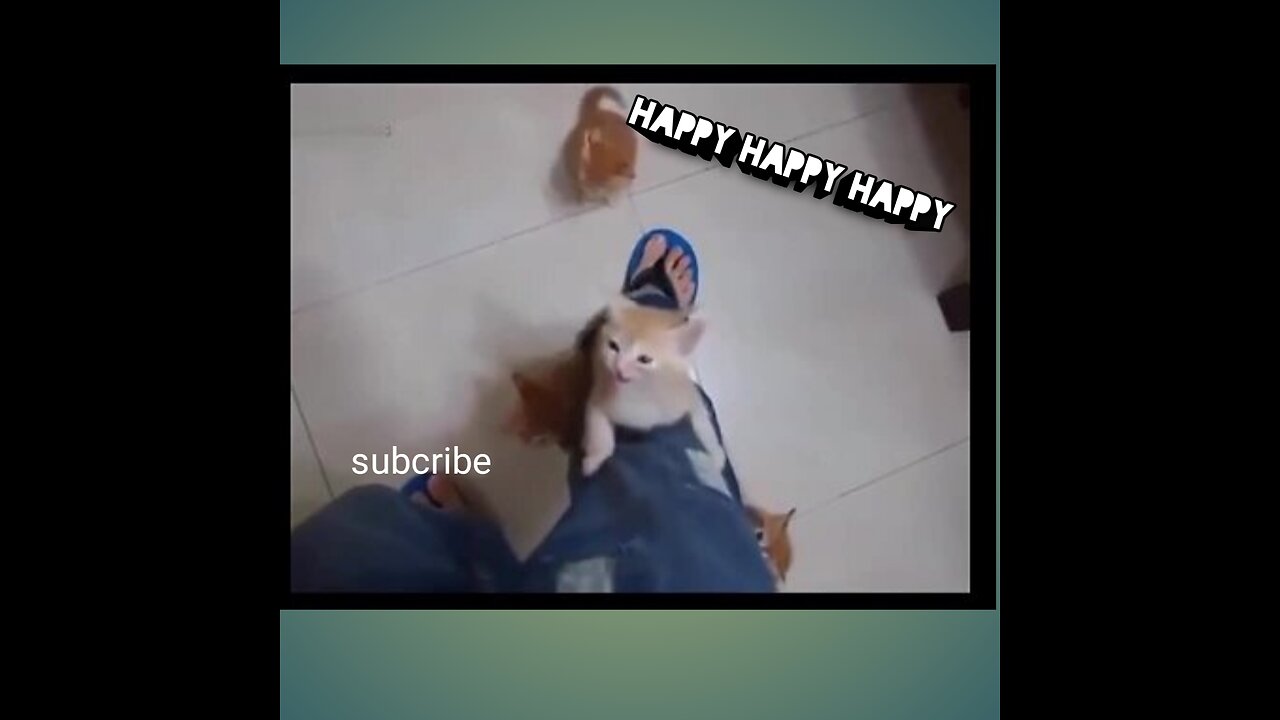 Day fun cat