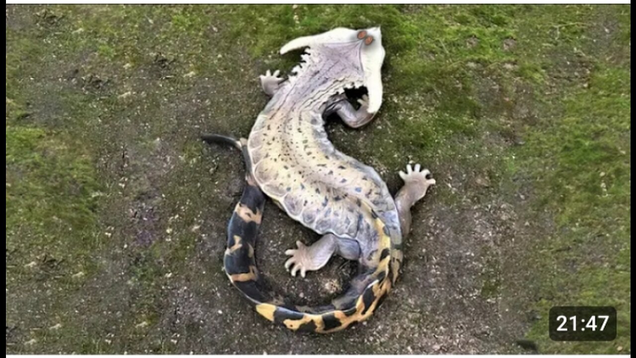 40 mysterious animal that heavy rarely been seen part 3#