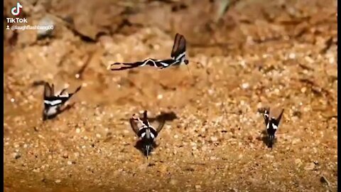 How butterfly group dance