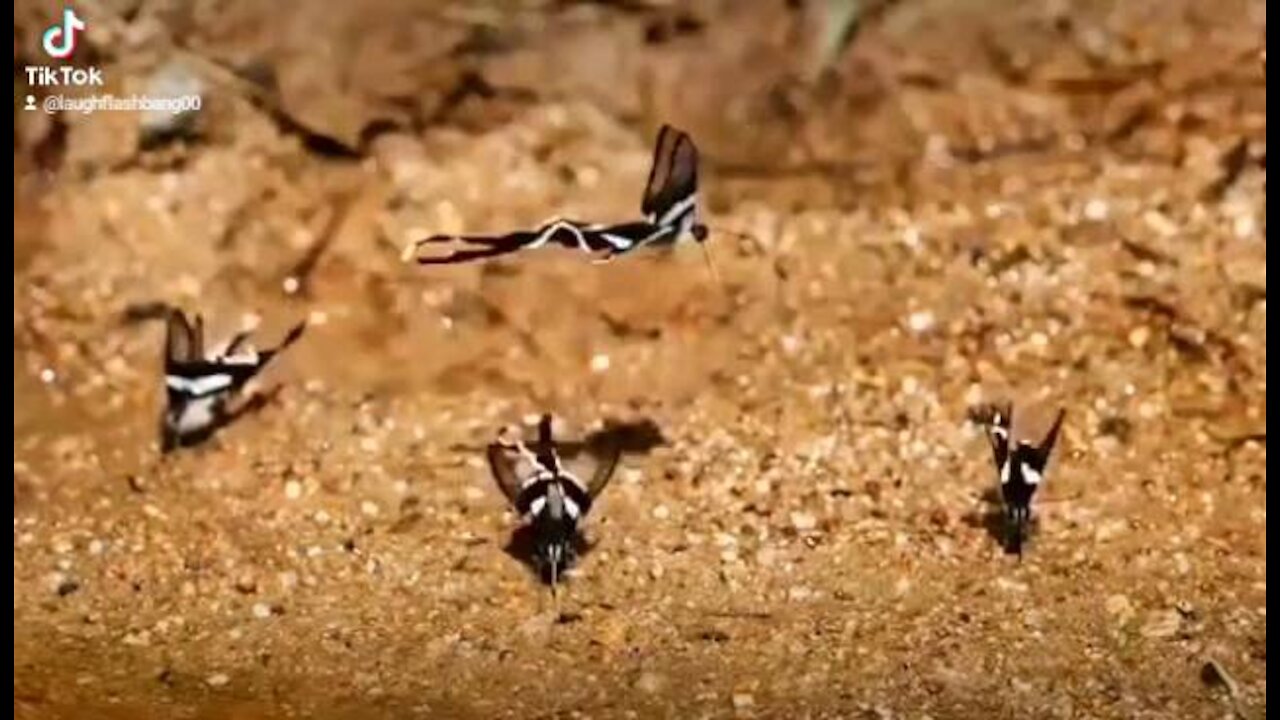 How butterfly group dance