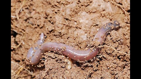 Crawlerphobia | Tellement effrayant