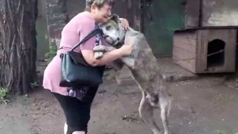 Animals Reunited With Owners AFTER YEARS!