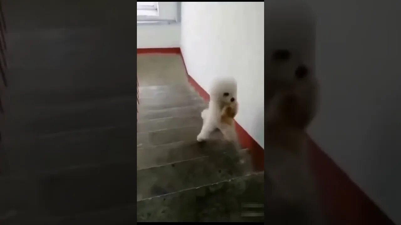 Dog climbing stairs in human style 😂😂 #shorts #dog