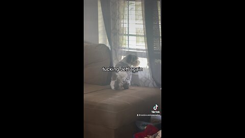 Tiny Defends The Yard From Jeff The Neighbor Dog