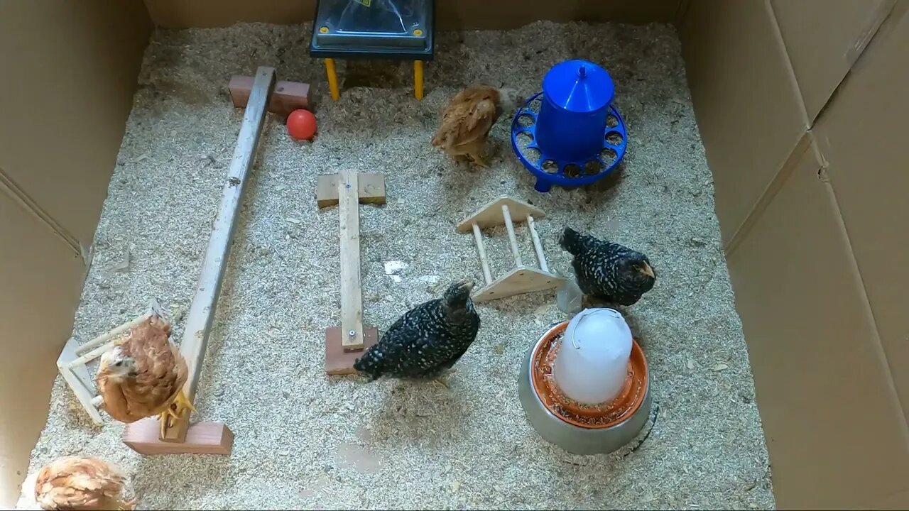 My Backyard Chickens - Episode 15